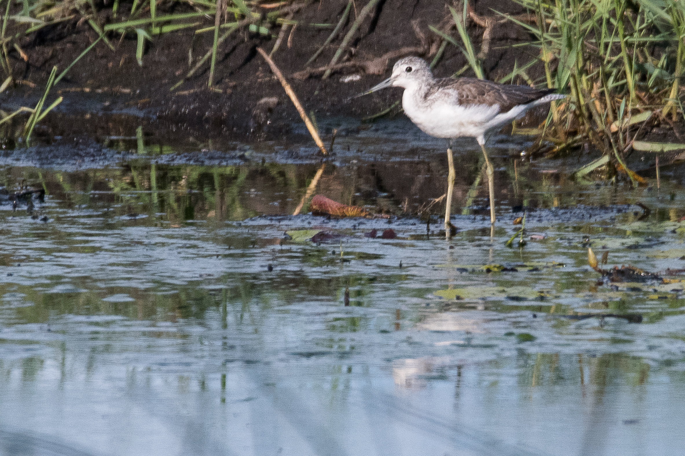 Chevalier aboyeur (Common greenshank, Tringa nebularia), adulte internuptial, Shinde, Delta de l'Okavango, Botswana..